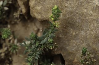 Galium acuminatum Ball [5/7]