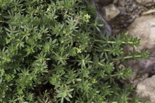 Galium acuminatum Ball [7/7]