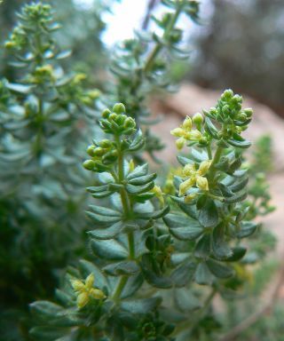 Galium bourgeanum Cosson subsp. maroccanum (Ball) J.M. Montserrat [1/8]