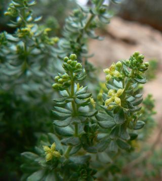 Galium bourgeanum Cosson subsp. maroccanum (Ball) J.M. Montserrat [2/8]