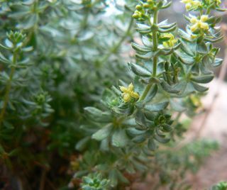 Galium bourgeanum Cosson subsp. maroccanum (Ball) J.M. Montserrat [3/8]