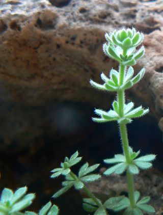 Galium bourgeanum Cosson subsp. maroccanum (Ball) J.M. Montserrat [4/8]