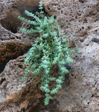 Galium bourgeanum Cosson subsp. maroccanum (Ball) J.M. Montserrat [5/8]