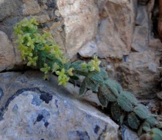 Galium bourgeanum Cosson subsp. maroccanum (Ball) J.M. Montserrat [6/8]