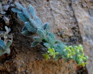 Galium bourgeanum Cosson subsp. maroccanum (Ball) J.M. Montserrat [7/8]