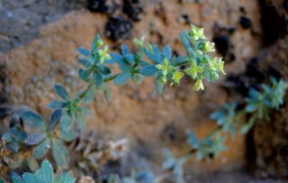 Galium bourgeanum Cosson subsp. maroccanum (Ball) J.M. Montserrat [8/8]