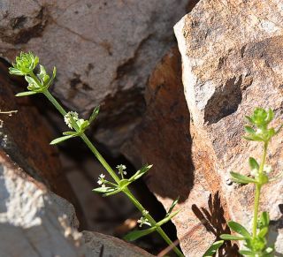 Galium murale (L.) All. [1/2]