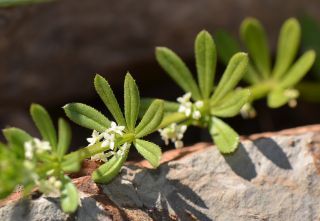 Galium murale (L.) All. [2/2]