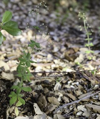 Galium scabrum L. [2/7]