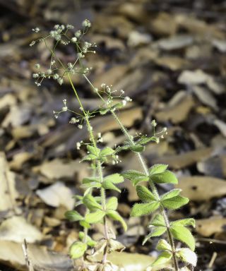 Galium scabrum L. [3/7]