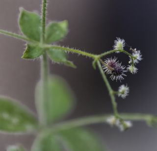 Galium scabrum L. [5/7]