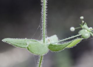 Galium scabrum L. [6/7]