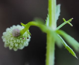 Galium verrucosum Hudson [3/11]