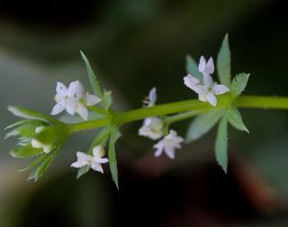 Galium verrucosum Hudson [4/11]