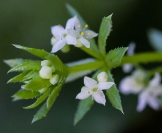 Galium verrucosum Hudson [5/11]