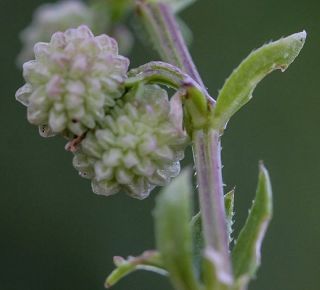 Galium verrucosum Hudson [6/11]