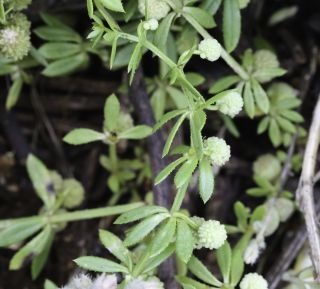 Galium verrucosum Hudson [7/11]