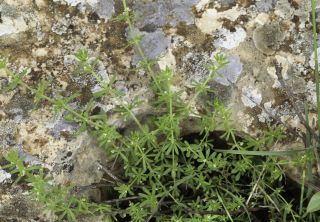 Galium verrucosum Hudson [8/11]