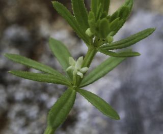 Galium verrucosum Hudson [9/11]