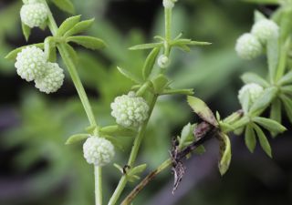 Galium verrucosum Hudson [10/11]