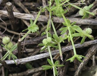 Galium verrucosum Hudson [11/11]