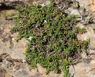 Plocama brevifolia (Coss. & Dur. ex Pomel) M. Backlund & Thulin subsp. brevifolia [1/8]