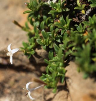Plocama brevifolia (Coss. & Dur. ex Pomel) M. Backlund & Thulin subsp. brevifolia [3/8]