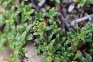 Plocama brevifolia (Coss. & Dur. ex Pomel) M. Backlund & Thulin subsp. brevifolia [5/8]