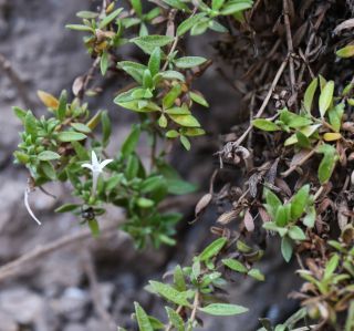 Plocama brevifolia (Coss. & Dur. ex Pomel) M. Backlund & Thulin subsp. brevifolia [6/8]