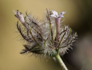 Plocama reboudiana (Coss. & Durieu) M.Backlund & Thulin [3/9]