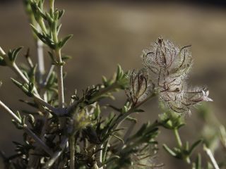 Plocama reboudiana (Coss. & Durieu) M.Backlund & Thulin [9/9]