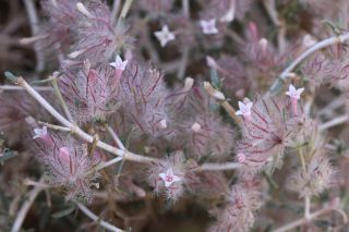 Plocama reboudiana (Coss. & Durieu) M.Backlund & Thulin [10/10]