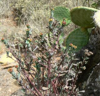 Haplophyllum broussonetianum Cosson [3/10]