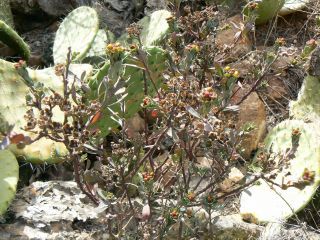Haplophyllum broussonetianum Cosson [5/10]