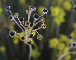Haplophyllum linifolium (L.) G. Don fil. [6/9]