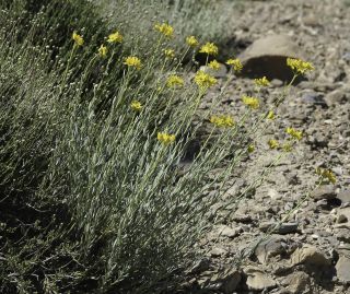 Haplophyllum linifolium (L.) G. Don fil. [1/9]