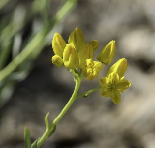 Haplophyllum linifolium (L.) G. Don fil. [2/9]