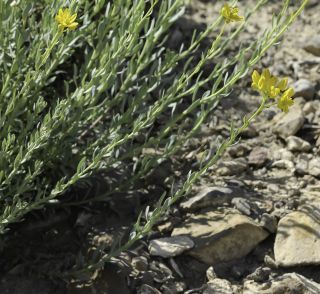 Haplophyllum linifolium (L.) G. Don fil. [3/9]