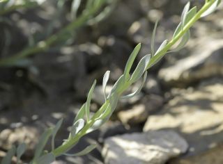 Haplophyllum linifolium (L.) G. Don fil. [4/9]