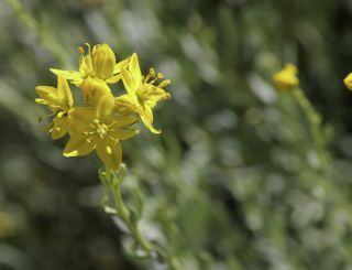 Haplophyllum linifolium (L.) G. Don fil. [5/9]