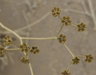Haplophyllum tuberculatum (Forssk.) A.Juss. [7/12]
