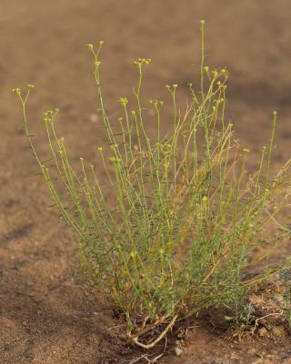 Haplophyllum tuberculatum (Forssk.) A.Juss. [1/12]