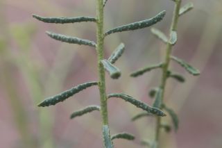 Haplophyllum tuberculatum (Forssk.) A.Juss. [3/12]