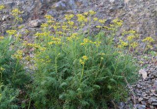 Ruta angustifolia Pers. [11/12]