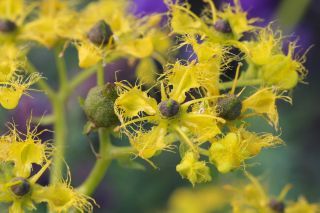 Ruta angustifolia Pers. [12/12]