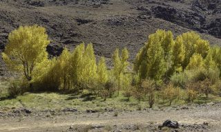 Populus nigra L. [1/3]