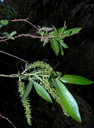 Salix pedicellata Desf. [1/1]