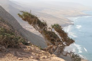 Sideroxylon spinosum L. [4/27]