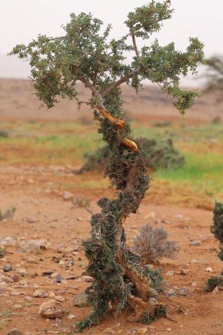 Sideroxylon spinosum L. [33/33]