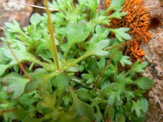 Saxifraga globulifera Desf. [1/12]